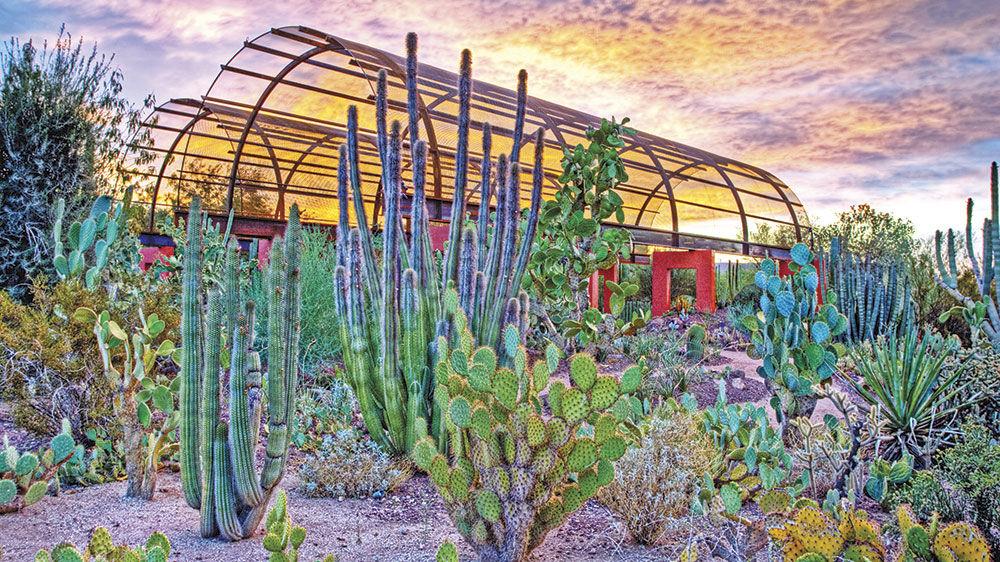 A Shining Beacon Of Conservation The Desert Botanical Garden