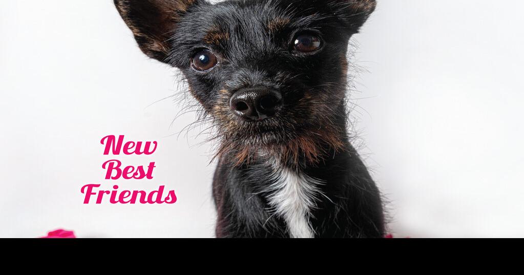 Best Of the Westside Directory Bestofthewestside