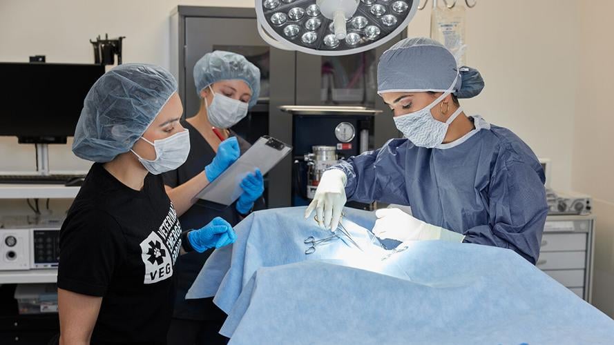 Taking it Back to Basics Veterinary Emergency Group offers a new kind