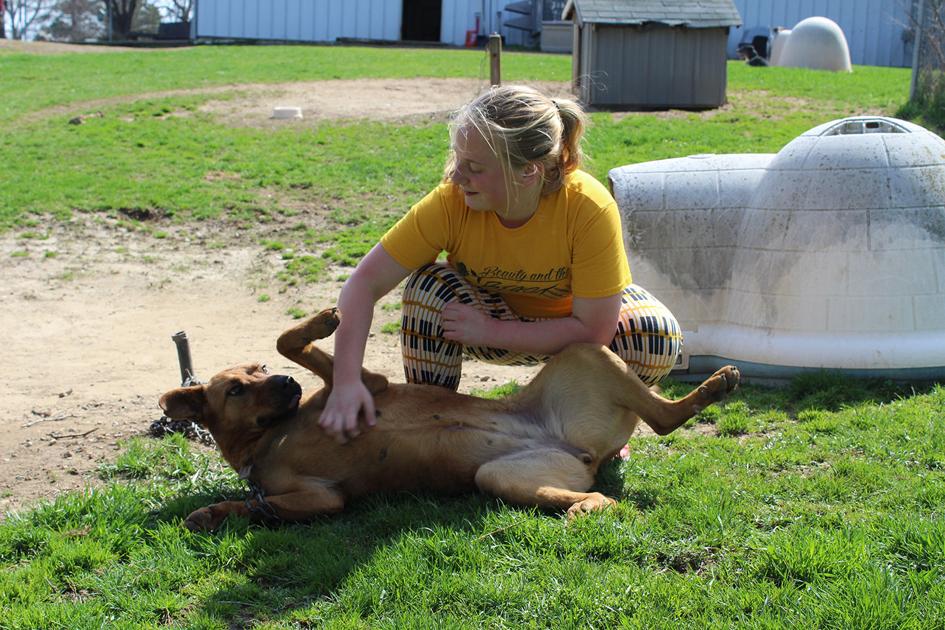Adoption Fees At County Humane Society Waived April 29 Owosso