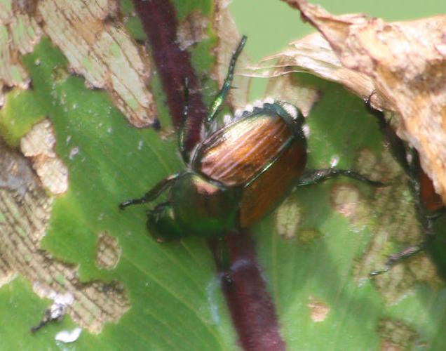 FINUCANE Keeping Japanese beetles off your plants Farm/Garden
