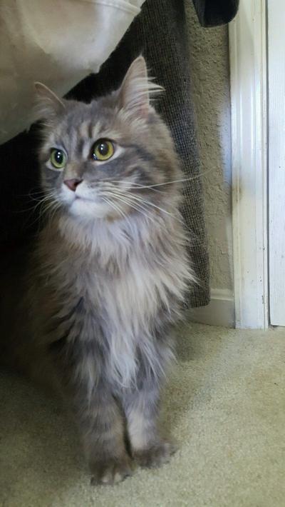 Safecenter Seeks Foster Parents For Pets Owosso Argus Press Com