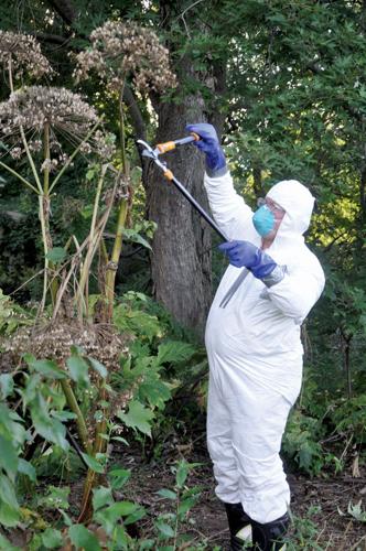 volunteers-step-up-to-remove-giant-hogweed-plants-vernon-argus