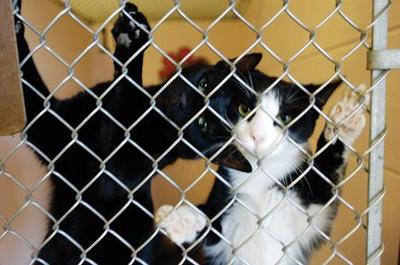 Humane Society Overwhelmed By Cats Top Local News Argus Press Com