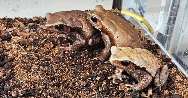 Josh’s Frogs announces $5,500 in grants that will go toward global frog-saving efforts