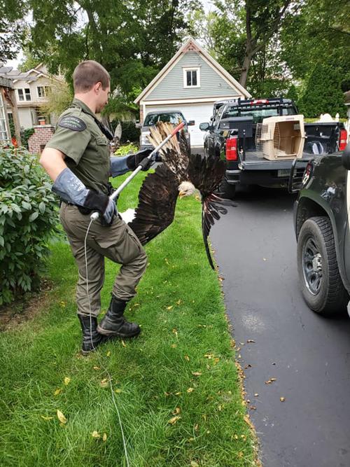 Injured bald eagle rescued