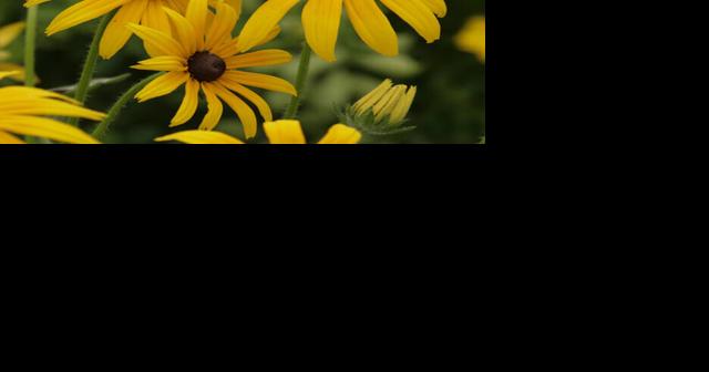 COLUMNI: Rudbeckia beckons - Vimarsana News