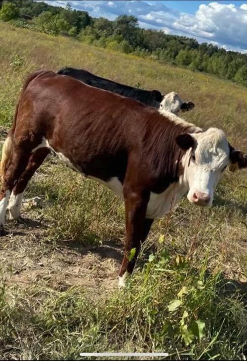 BOVINE ESCAPEE ON THE RUN