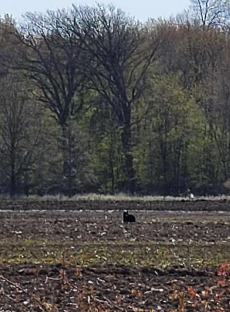 Black bear spotted near Elsie