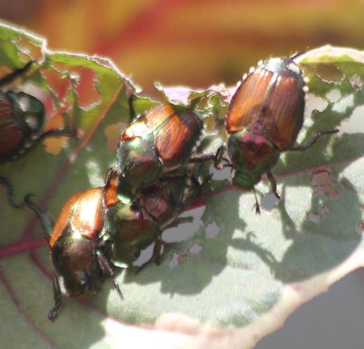 FINUCANE Keeping Japanese beetles off your plants Farm/Garden