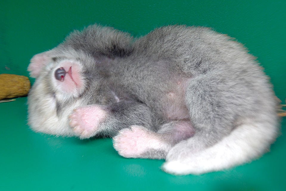 Cute Baby Alert Red Panda Mei Mei Gives Birth To Tiny Cub Valley Life Argusobserver Com