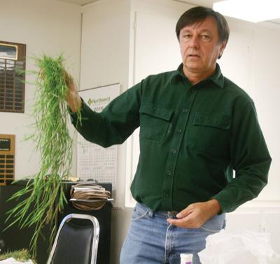 Reports Indicate Potential In Bent Grass Herbicide Local News Stories Argusobserver Com