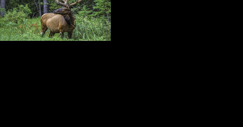 HJR 5 aims to lock in hunting and fishing rights - Vimarsana News