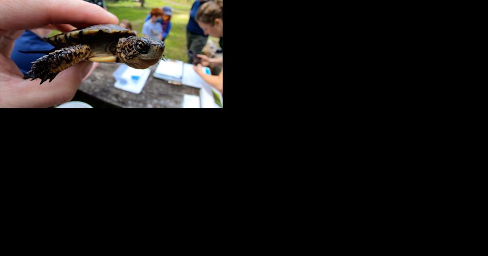 Oregon Zoo and partners return endangered turtles to the wild - Vimarsana News