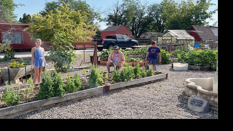 Harvesting at Next Chapter Food Pantry and Garden | Local News ...