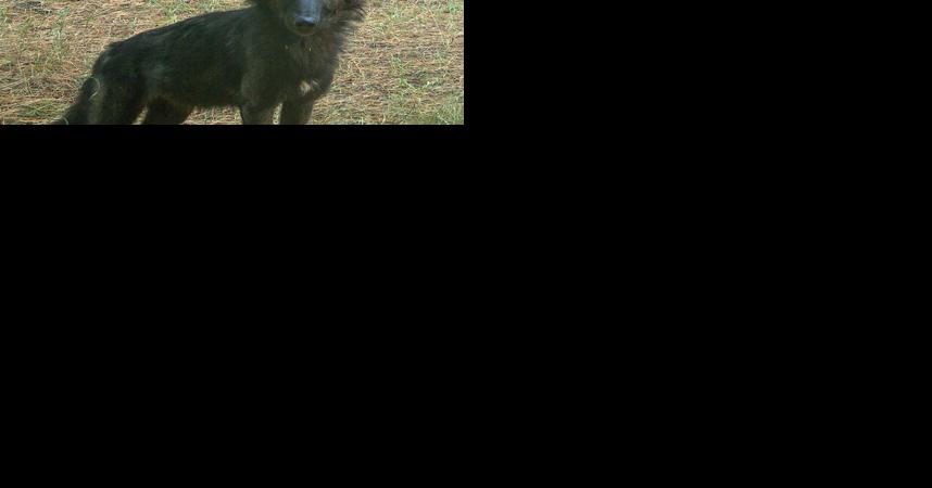 Oregon State Police seek public assistance in poisoning of wolf pack in eastern Oregon - Vimarsana News