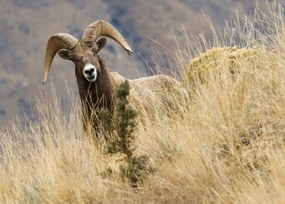 Pneumonia outbreak crosses I-84, spreads to new Baker County bighorn sheep herd