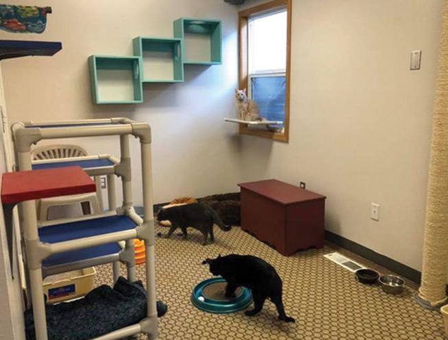 Cage Free Cat Visits Coming Soon For Ontario Feral Cat Project