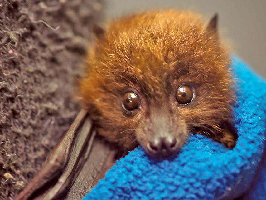 Every little bat helps: 3 rare 'Rod' Bat babies born at Zoo | Valley Life - Vimarsana News