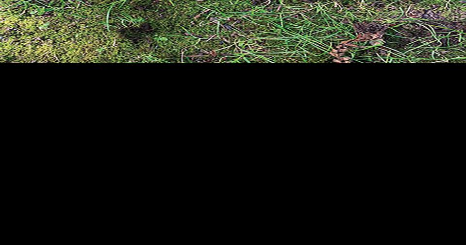 Snapping turtles in Oregon pose threat to native species Local News