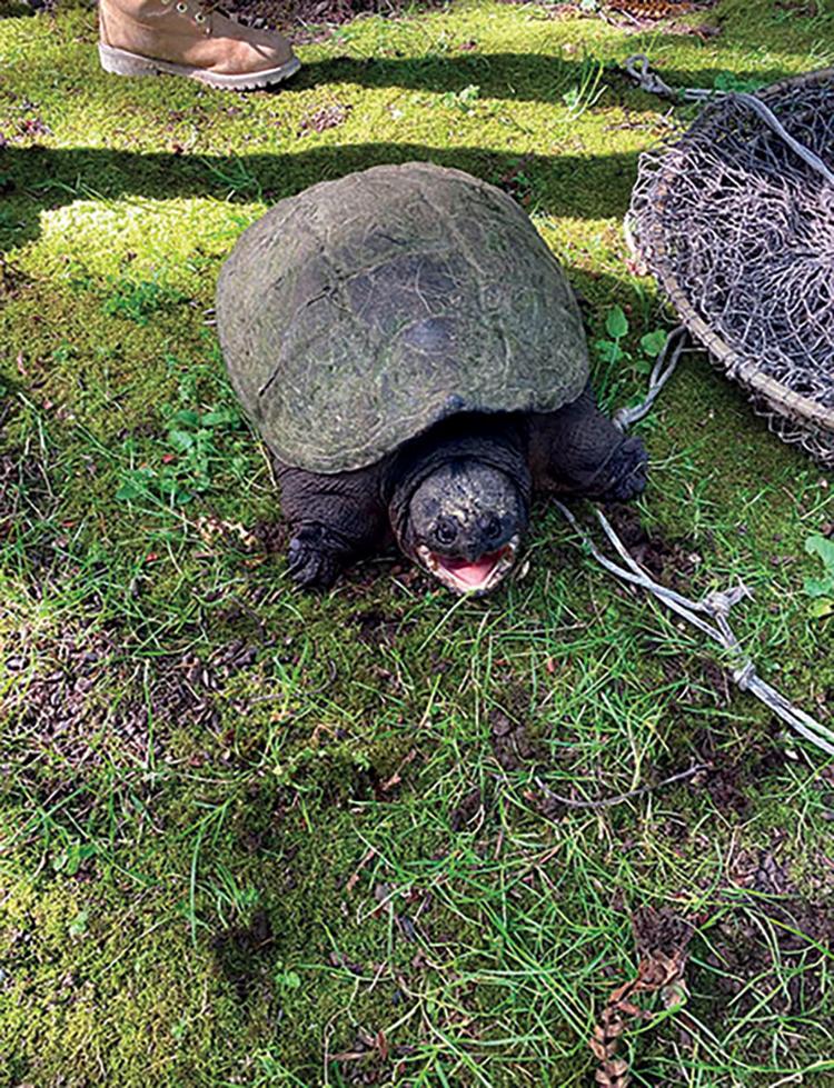 Snapping turtles in Oregon pose threat to native species Local News