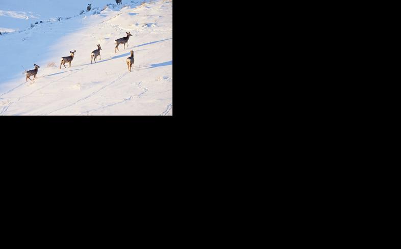 Winter Pretty Rough For Wildlife Local News Stories