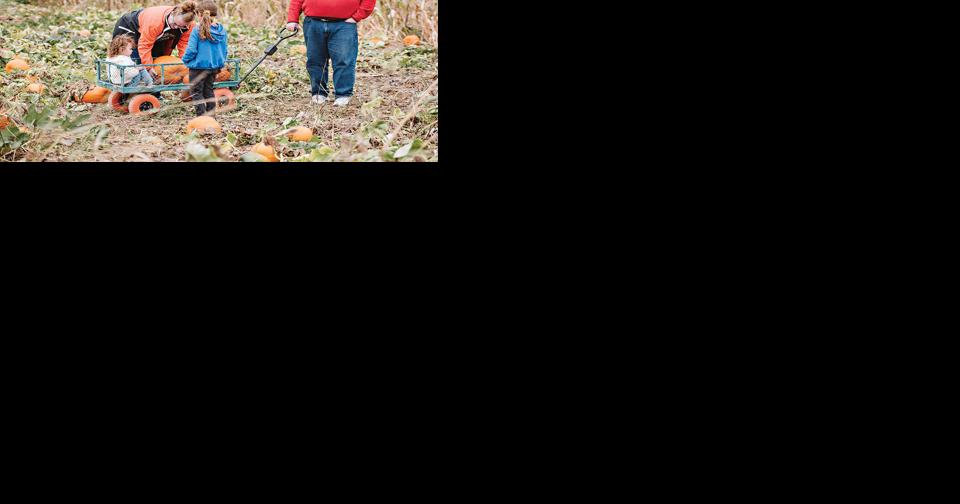 Local family invites community into their pumpkin patch - Vimarsana News