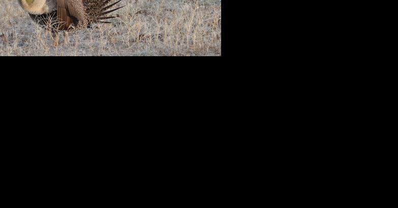 Public urged to weigh in during April over BLM's new plan for greater sage-grouse - Vimarsana News