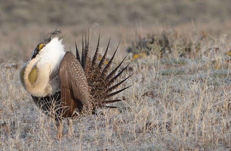 MAIN greater sage-grouse
