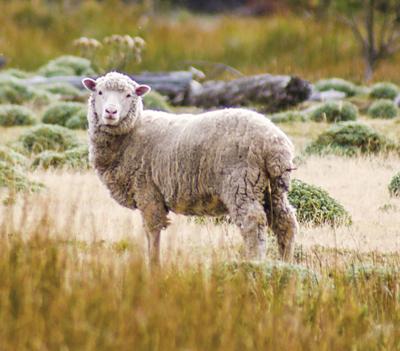 3 Things to Know About Today; From circus animals to the first cloned animal and a tank battle inbetween