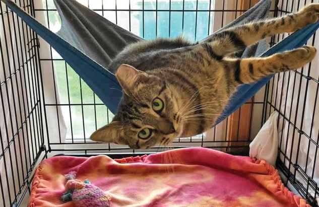 Finding Fur Ever Homes For Cats Of All Shapes And Sizes Up For