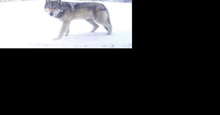 Amid spike in thrill kills, wolf poisonings, Oregon strengthens anti-poaching efforts - Vimarsana News