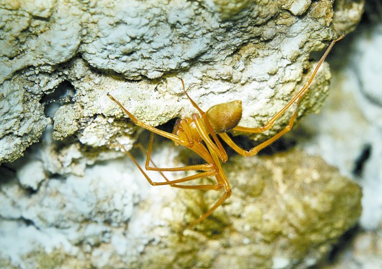 Daddy long-legs spider  Collections Online - Museum of New