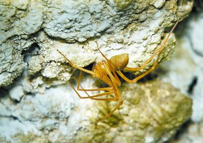 New spider species discovered in southern Indiana cave
