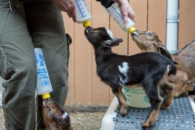 Two-week-old goats make their big debut at Oregon Zoo, Valley Life