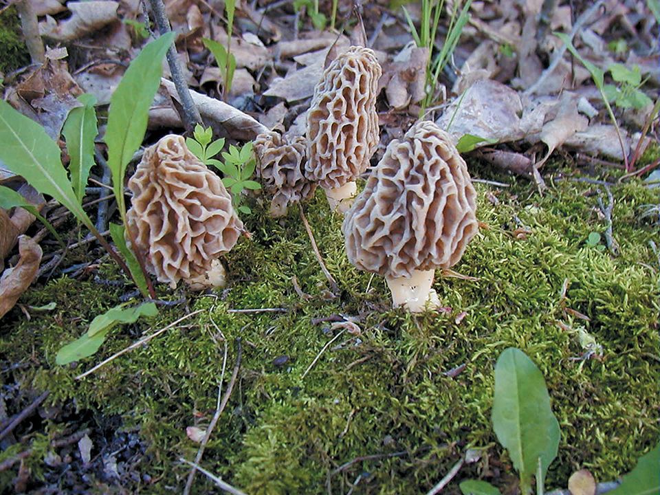 morel mushroom hunting s dakota