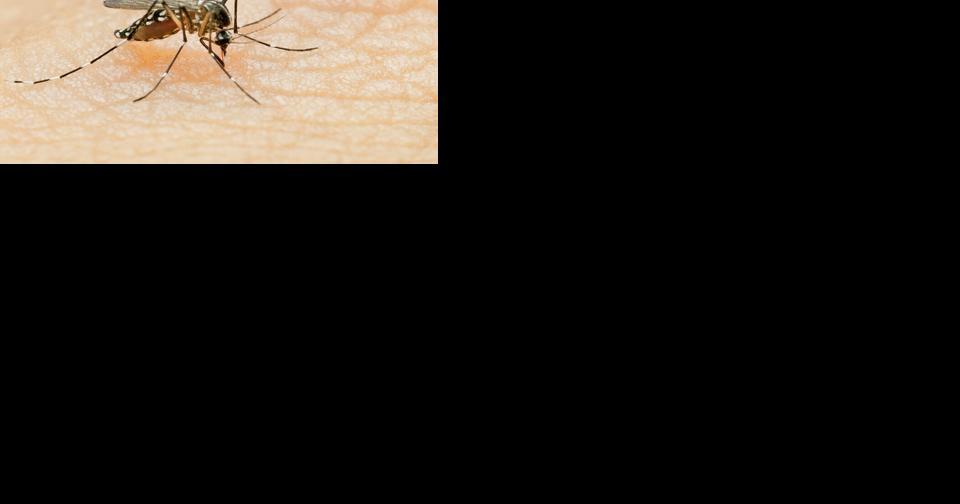 West Nile Virus infected mosquitoes found in Payette County - Vimarsana News