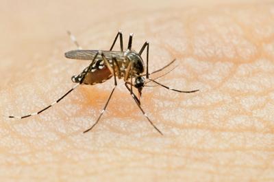West Nile Virus infected mosquitoes found in Payette County