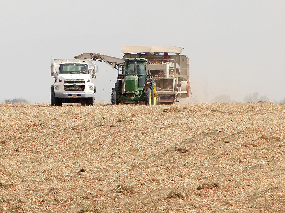 Onion harvest