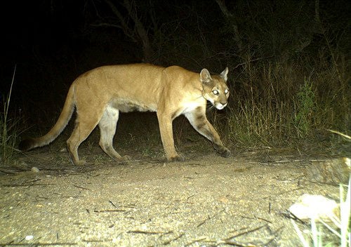 Reports of cougar near city edge | Local News Stories | argusobserver.com