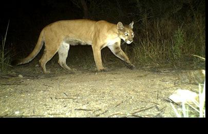 Reports Of Cougar Near City Edge Local News Stories Argusobserver Com