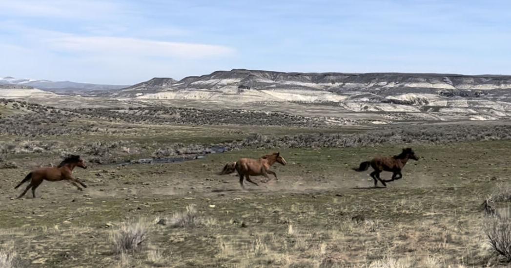 BLM readies to gather wild horses west of Harper - Vimarsana News
