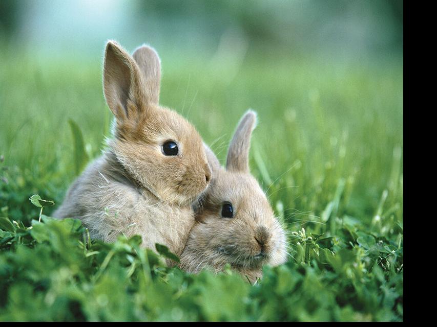 deadly rabbit virus found in central