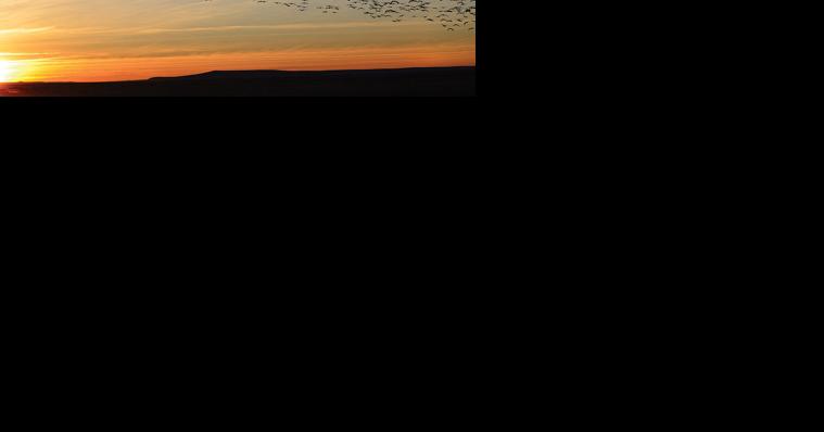 Migratory bird festival is April 11-14 - Vimarsana News