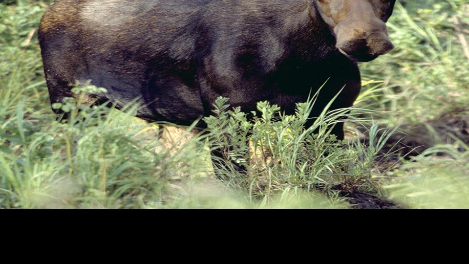 Aggressive Cow Moose With Calf Reported In The Adams Gulch Area North Of Ketchum Features Argusobserver Com