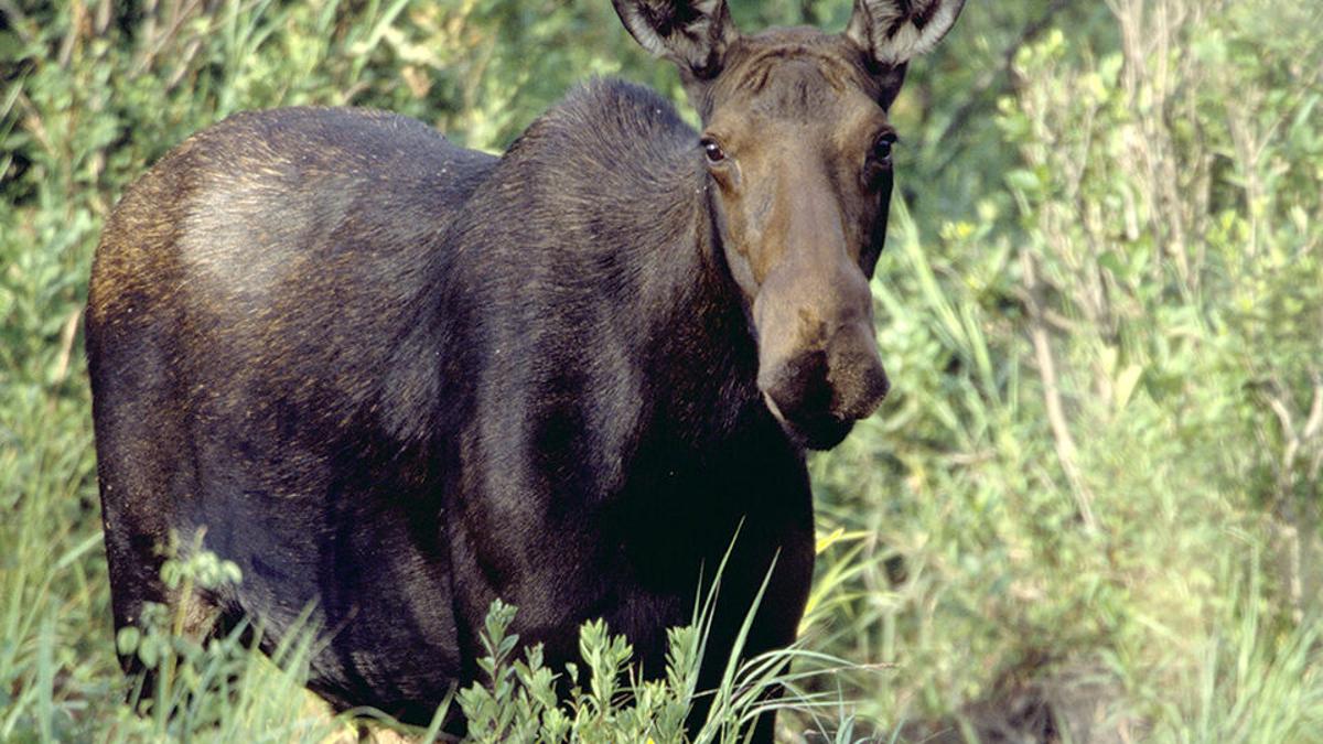 Aggressive Cow Moose With Calf Reported In The Adams Gulch Area North Of Ketchum Features Argusobserver Com