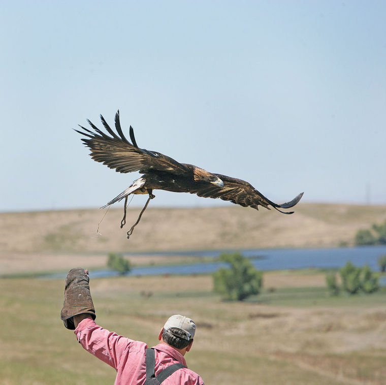 Master Falconers Make Living Rehabilitating Golden Eagles