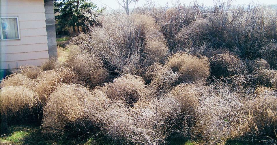Tumbleweed Problem Tumbleweeds a problem for golf course neighbor | Local News ...