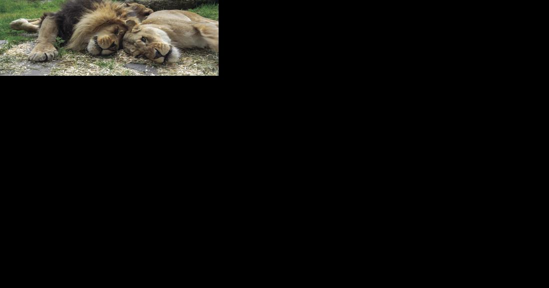 Talking scents: Zoo's new lion enrichment is on the nose | Local News Stories - Vimarsana News