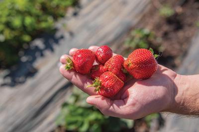 Early spring is the best time to plant strawberries